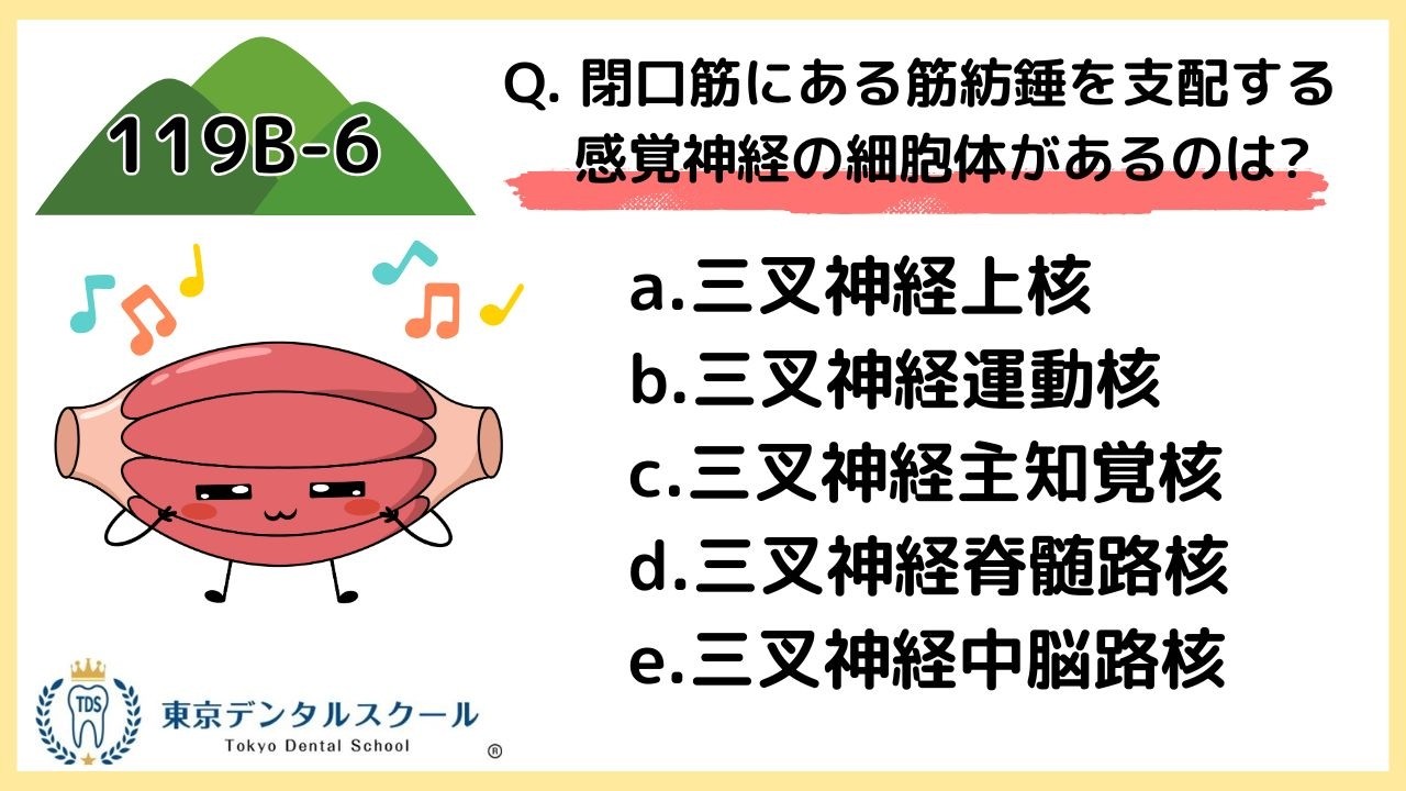 A thorough understanding of the basics of jaw-closing muscle