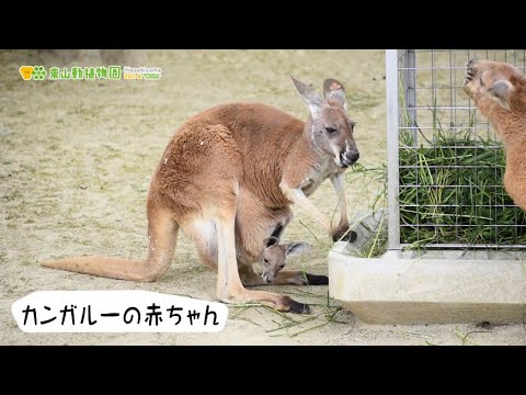 東山動植物園公式】カンガルーの赤ちゃん（2023.4.24撮影）《 アカ