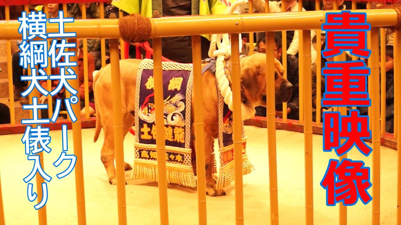 今は無き高知県「とさいぬパーク」土佐の闘犬♪横綱犬土俵入り！なめ