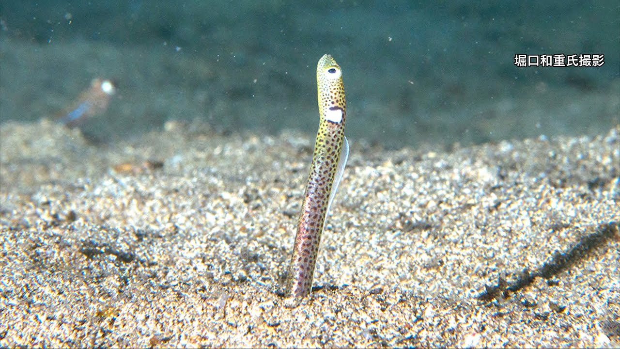 伊豆の海に珍客・新種ニゲミズチンアナゴ見参 - YouTube