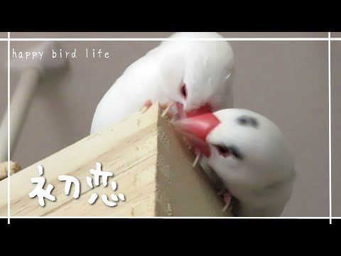 幸せ文鳥夫婦【うねうね文鳥だ！ 43】【Lovebirds Free Fly and