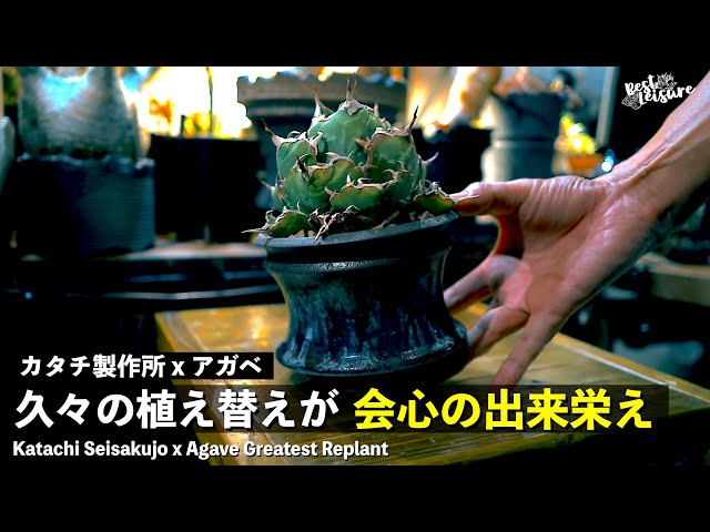 カタチ製作所】ネギからボールアガベになったアガベを最高の作家鉢へ