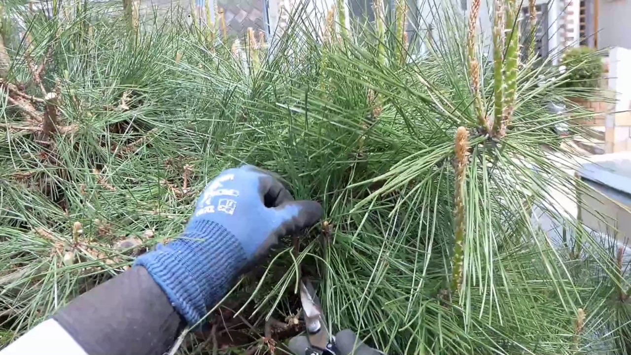 No.028_Pine pruning over 2 or 3 years (Black Pine series ④