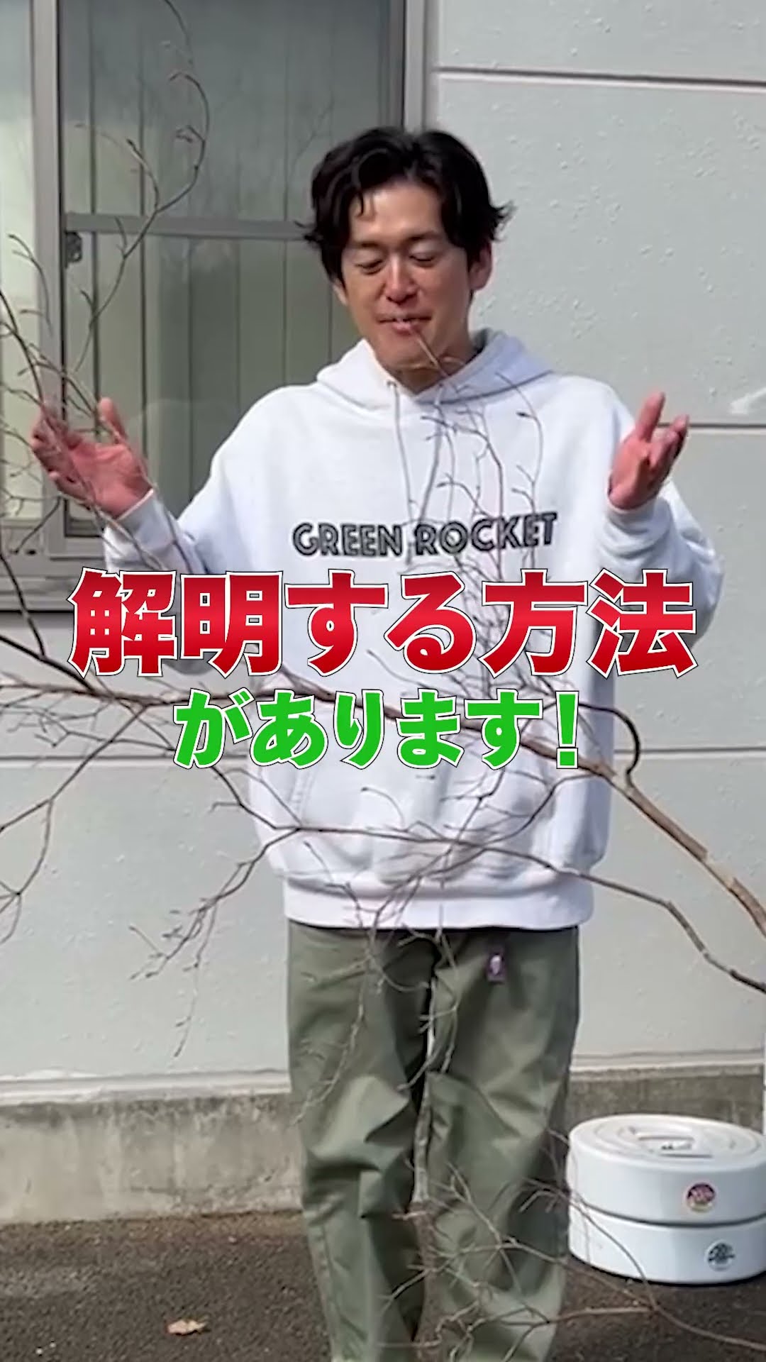 Interesting tree shape] Wild-harvested Mitsuba Azalea now