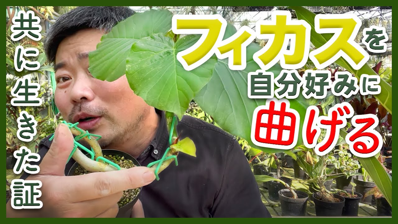 観葉植物】定番フィカスを自分好みに曲げる【植え替え】挿木で増やす