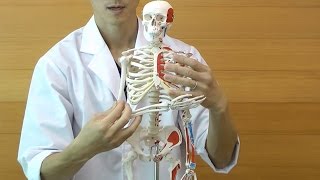 ショーティー・1/2縮尺型全身骨格モデル，筋・起始／停止色表示型