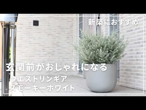 Recommended for new construction in 2024] Westlingia Smoky White