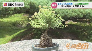 ちっちゃい大木をつくる “盆栽” 若手植木職人が鉢の上で描く『大自然の