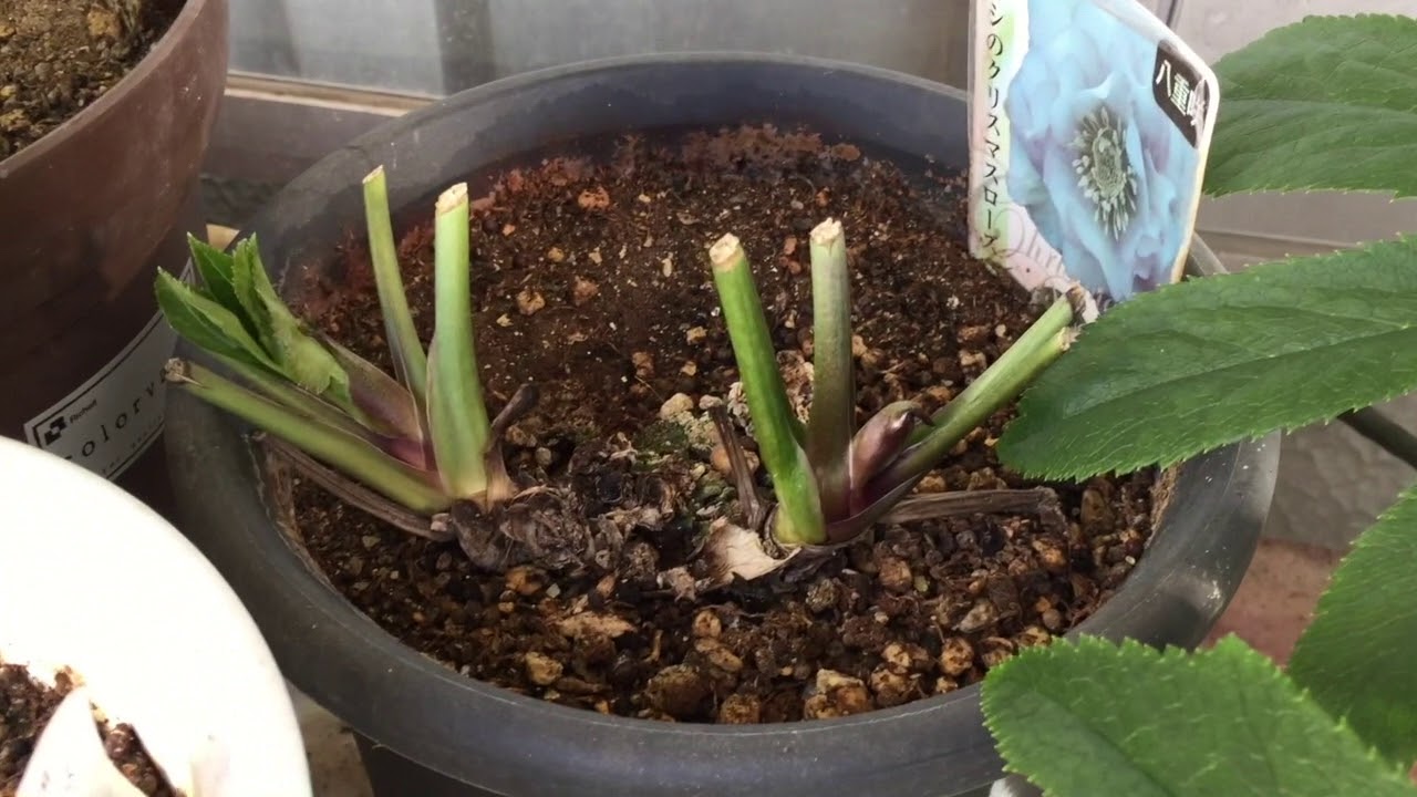 Flower311 クリスマスローズさんの花芽が出た（祝!）とその他の花々達