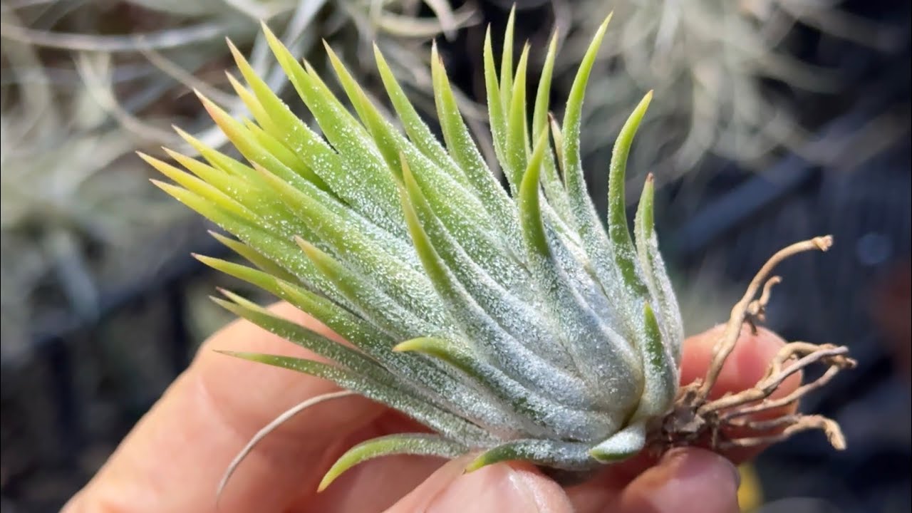 Tillandsia1エアプランツ・エアープランツ専門店生産育成農場