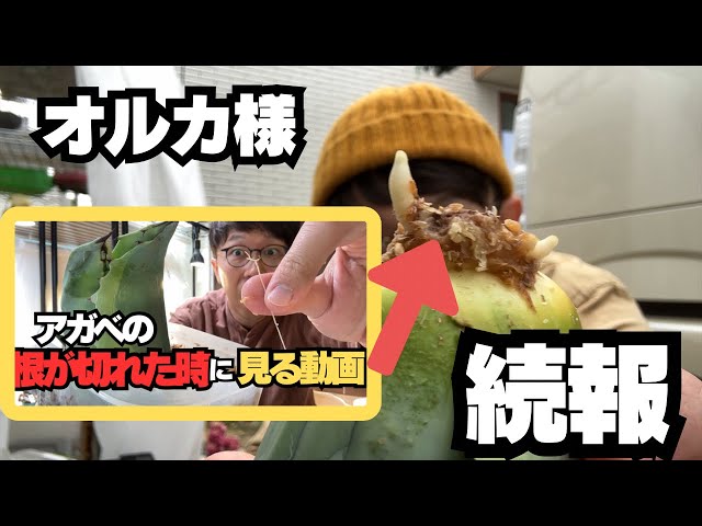 あのオバティフォリアオルカ様発根しました！ - YouTube