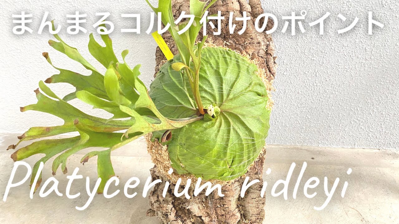ビカクシダリドレイ コルク付けポイント Platycerium ridleyi ご依頼