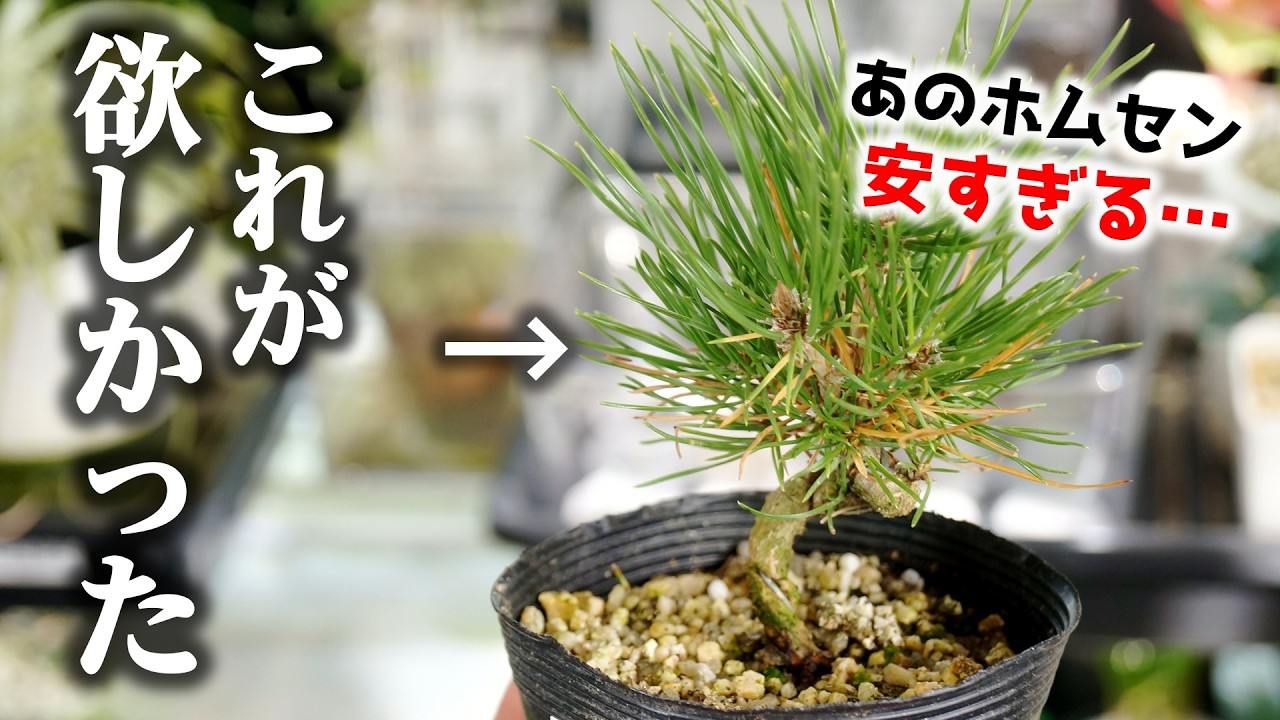 過去イチ安い！？ホムセンで398円の苗がお洒落なモダン観葉植物に