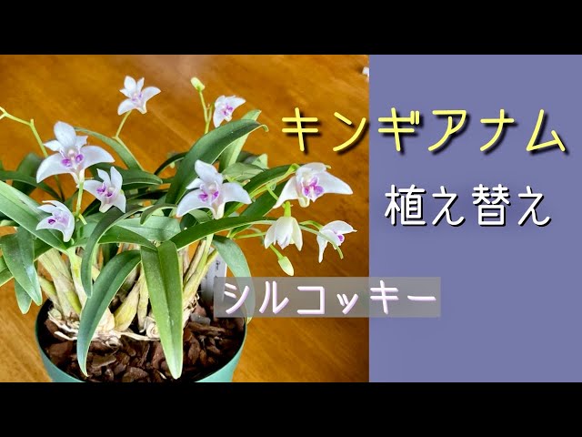 March 19, 2022 Dendrobium kingianum [Silkoki] Repotted in March