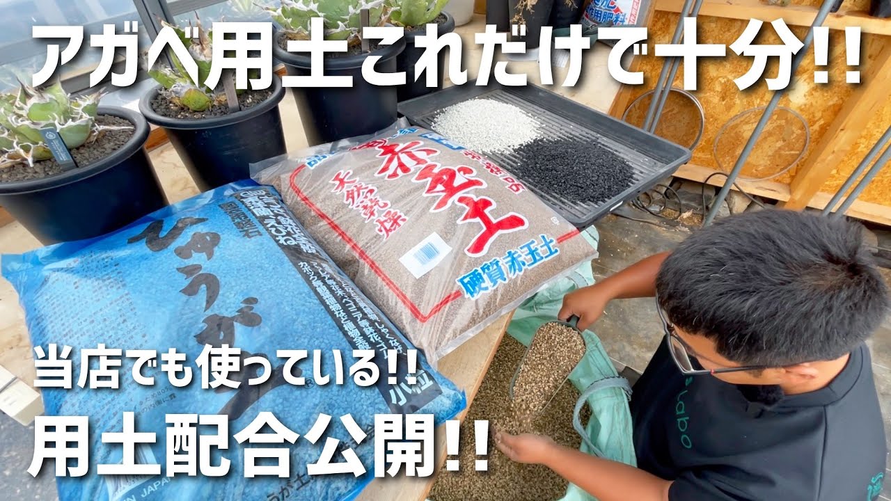 アガベ用土配合2024年最新版!! - YouTube