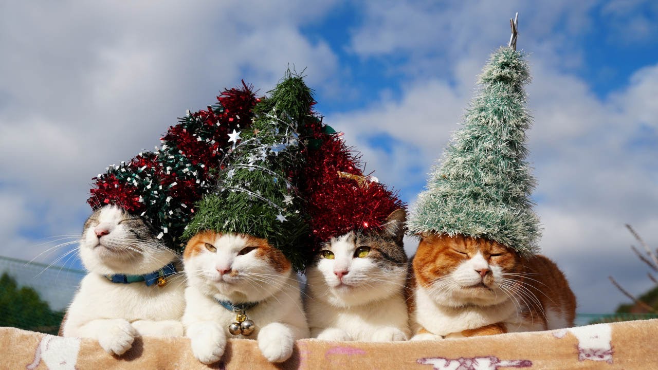 クリスマスツリー帽子 のせ猫 2024 241225 - YouTube