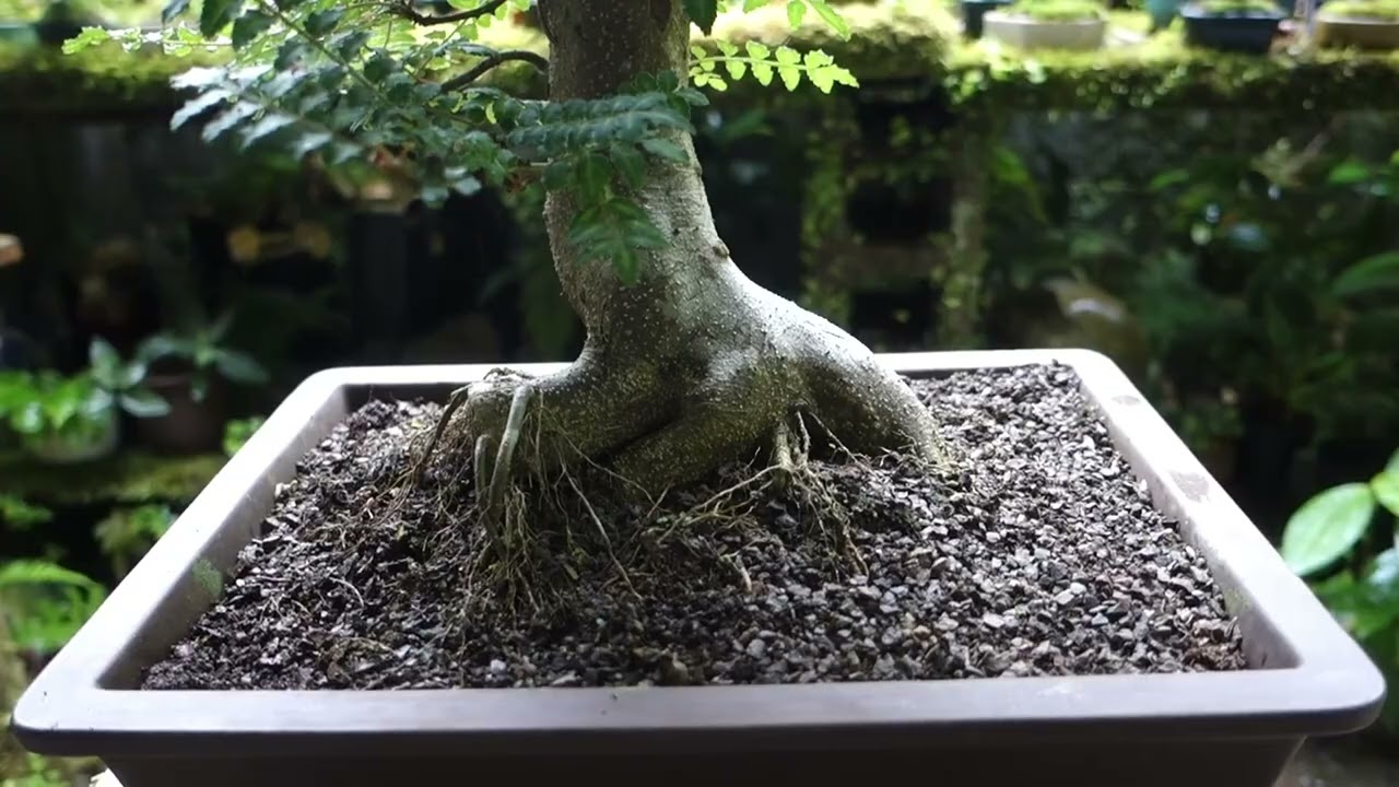 裏山からヒサカキの苗木を山採り ♯573 - YouTube