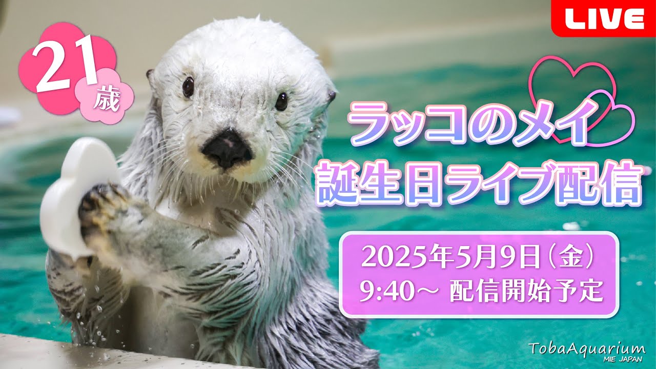 Rebroadcast] Sea Otter 