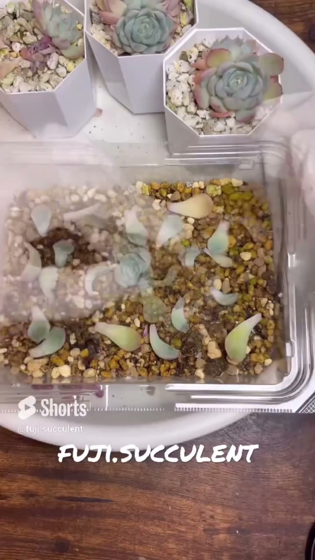 多肉植物】葉挿しの成長！1ヶ月後！ - YouTube