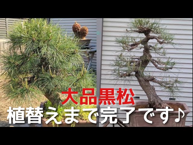樹高90cm大品黒松 植替えまで完了です♪ - YouTube