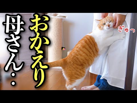 Cat Begs for Cuddles Due to Overwhelming Joy at Mother's Return
