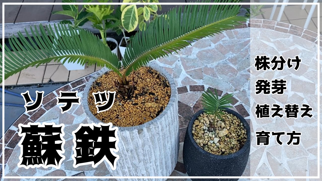 蘇鉄・ソテツ】株分け／発芽／植え替え - YouTube