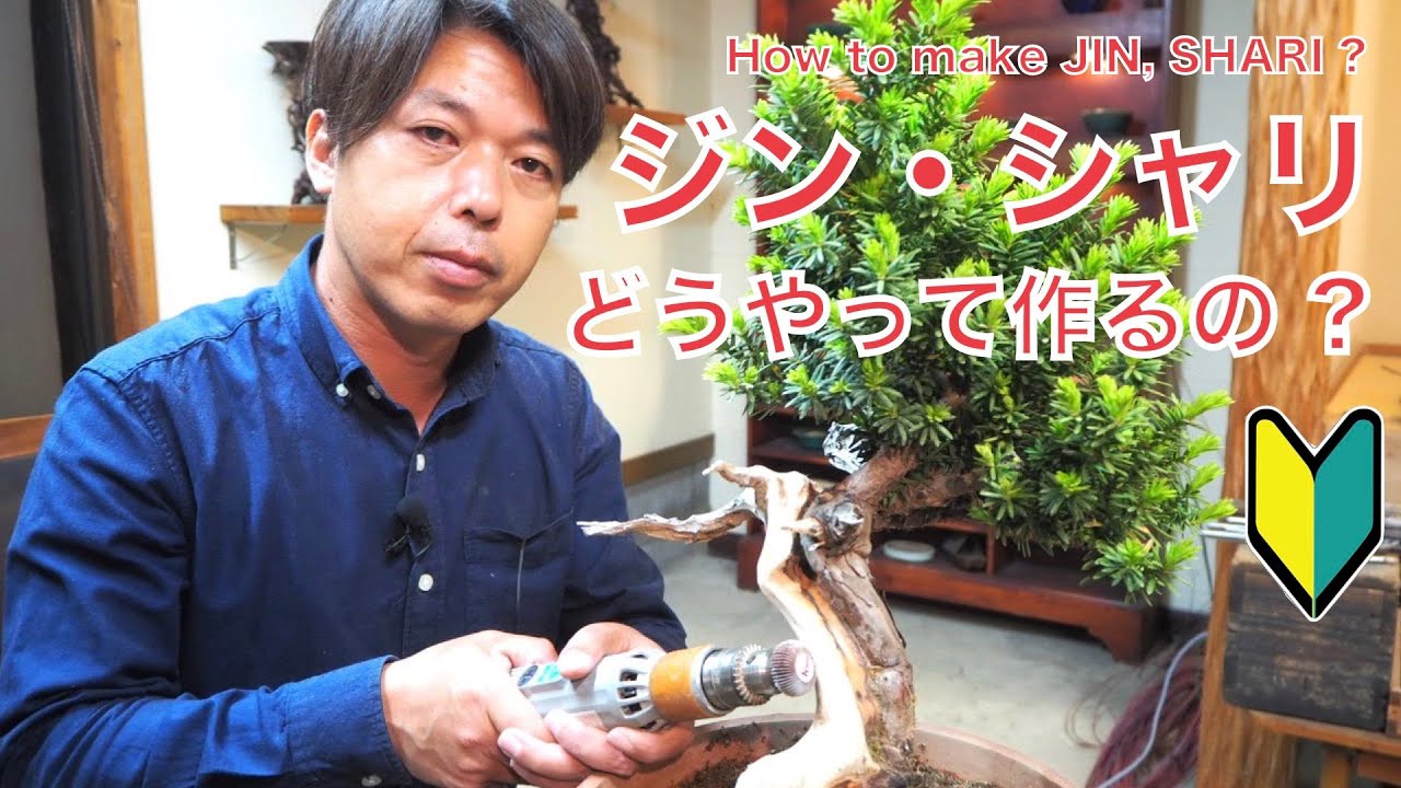 ジン・シャリの削り方 一位盆栽 [盆栽・初心者] - YouTube