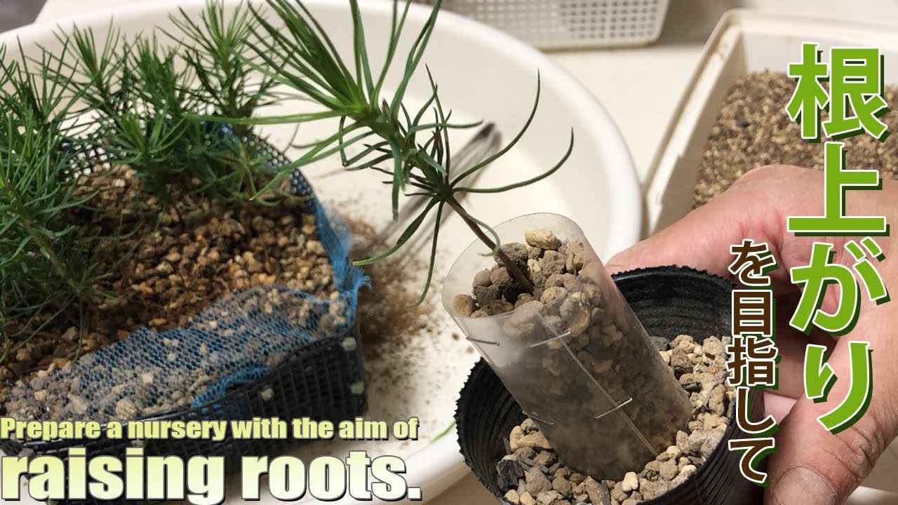 黒松】根上がりを目指して苗床を準備。／[Blackpine] Prepare a