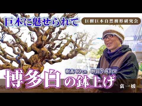 Giant tree, Hakata Bai potted up, height 80cm, trunk circumference