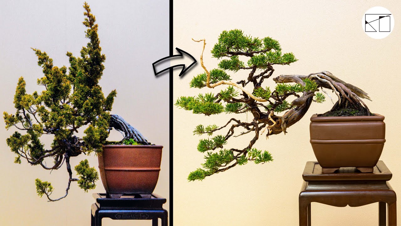 天神彫刻】山採り糸魚川真柏の針金かけによる整姿作業 - YouTube