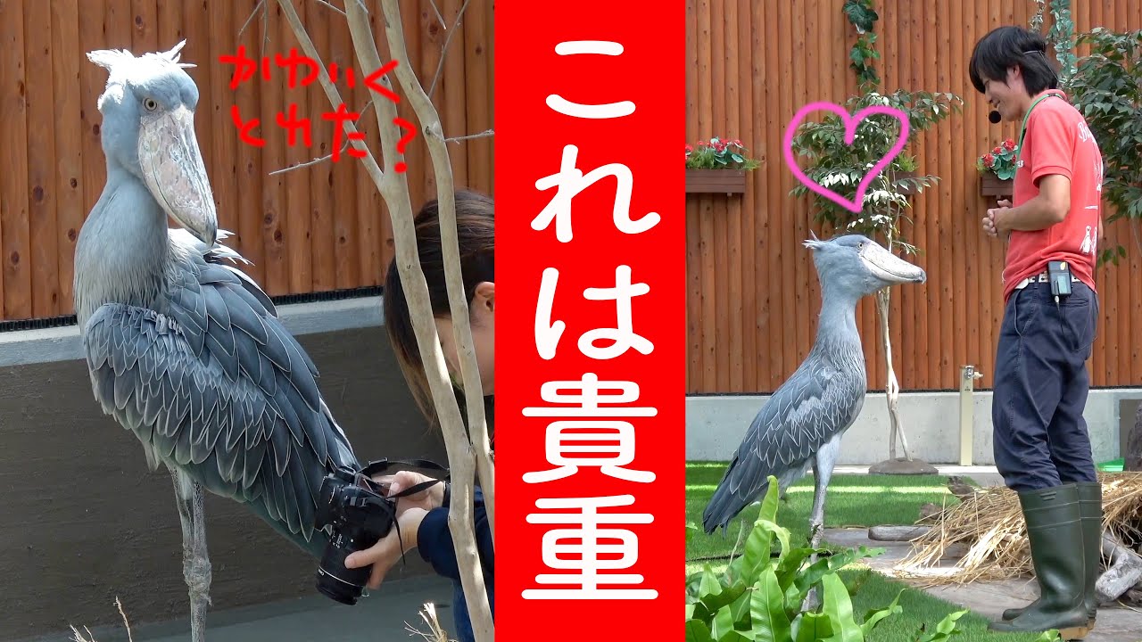 必見・超貴重】ハシビロコウふたばちゃんと大好きな飼育員さんとの