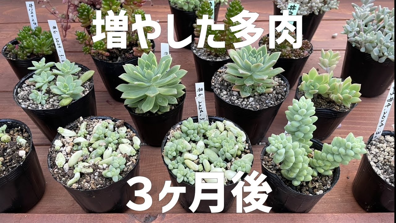 30『挿し木 葉挿し』3ヶ月後の多肉たち - YouTube