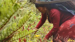 スパイクナード - doTERRA TIMES