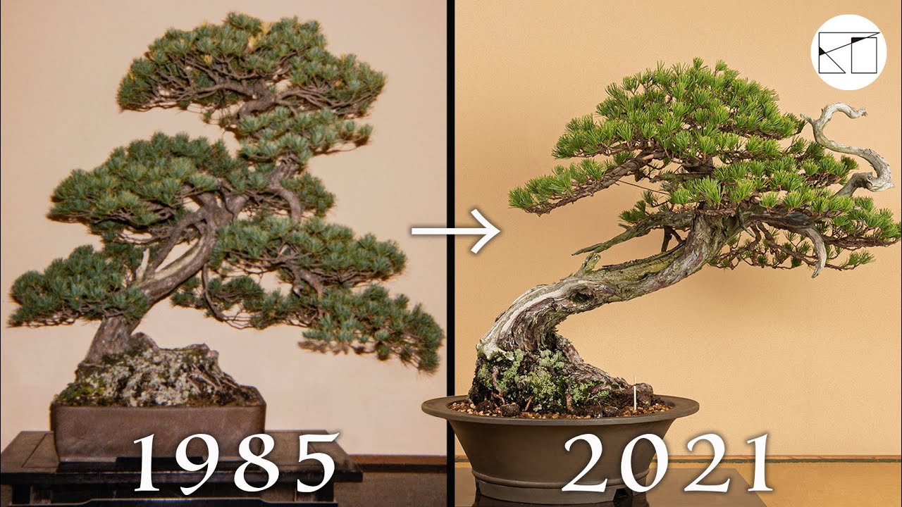 天神(テンジン)が魅力の五葉松盆栽の針金かけ - YouTube