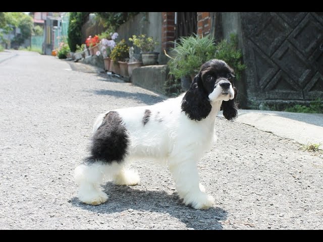 アメリカンコッカースパニエル パーティ白黒 女の子 - YouTube