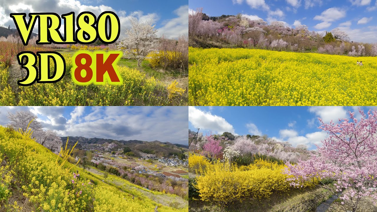 8K 3D VR180 ] 福島の桃源郷「花見山」＆「生け花の里」