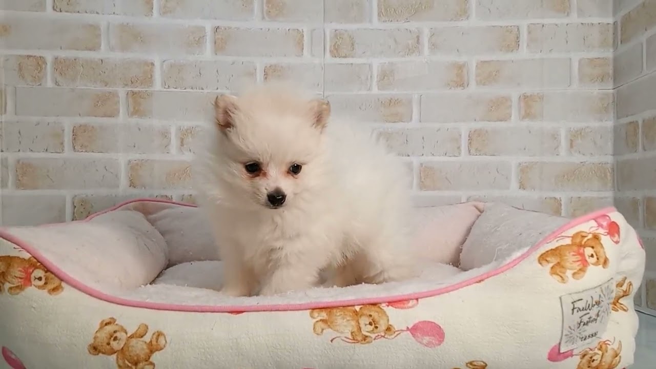 746849 ポメラニアン - YouTube