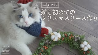 クリスマス準備】猫と初めてのクリスマスリース作り｜ラグドール猫 #86