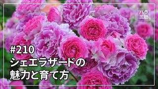 バラ苗【中苗】シェエラザード 国産苗 6号鉢植え品［農林水産省 登録