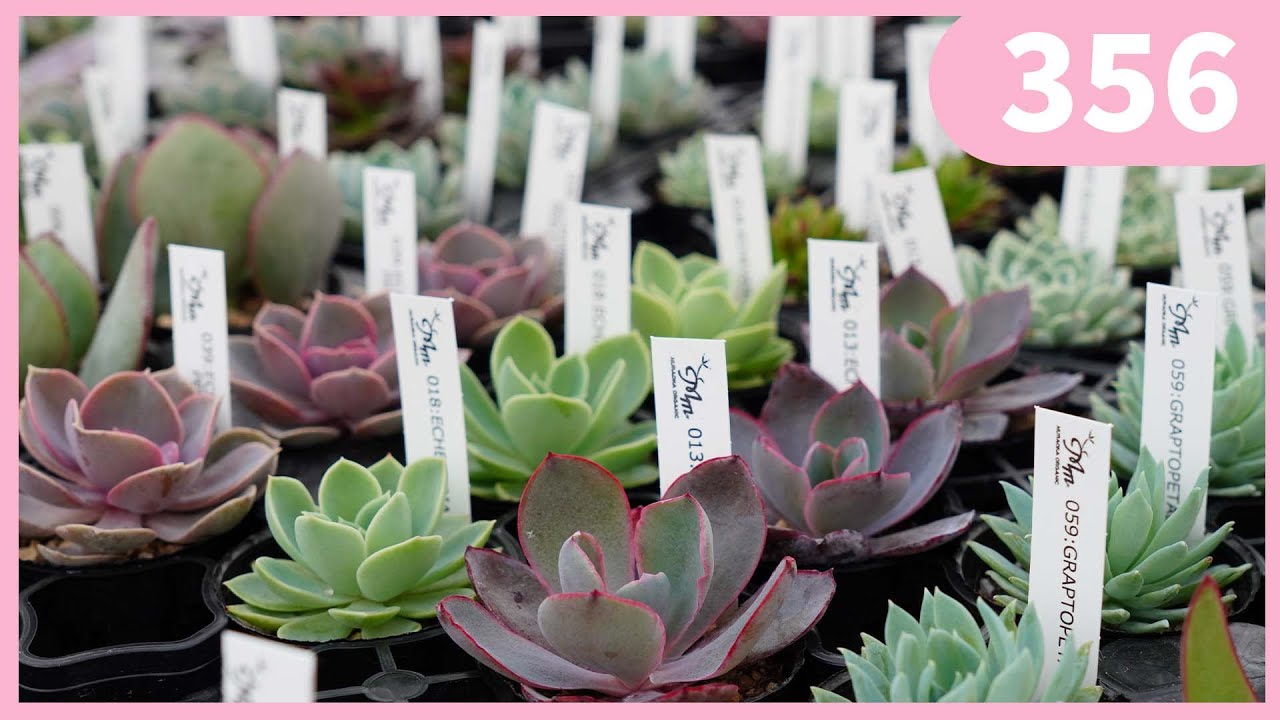The current status of succulents imported from overseas by