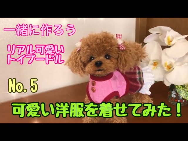 作り方】羊毛フェルトでリアルな可愛いトイプードル ＃5 可愛いく