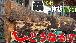 When we sawed a single board from a mulberry log with rotten forks