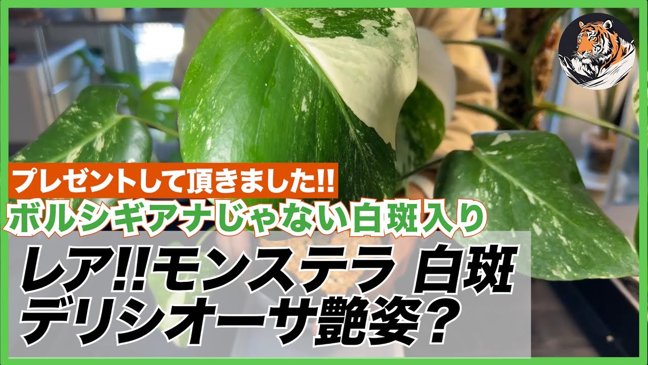 モンステラ】意外とレアな白斑入りデリシオーサ(艶姿？)をプレゼントし