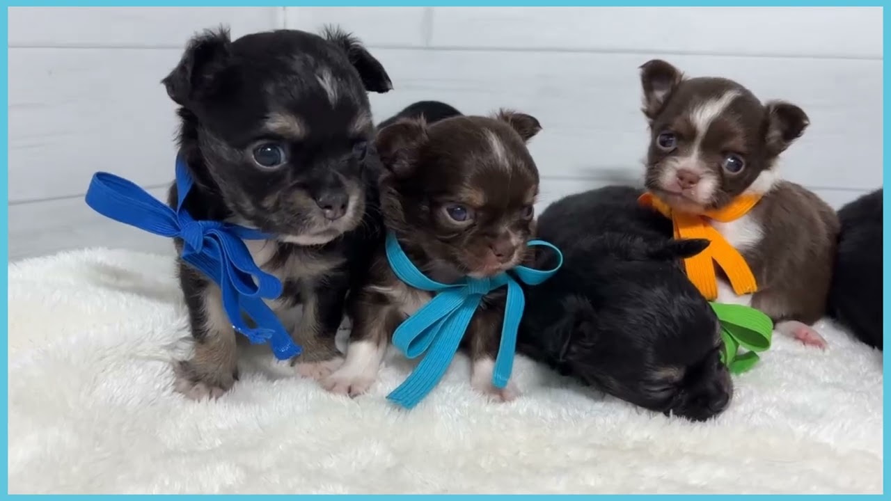 748315 チワワ（ロングコート） - YouTube