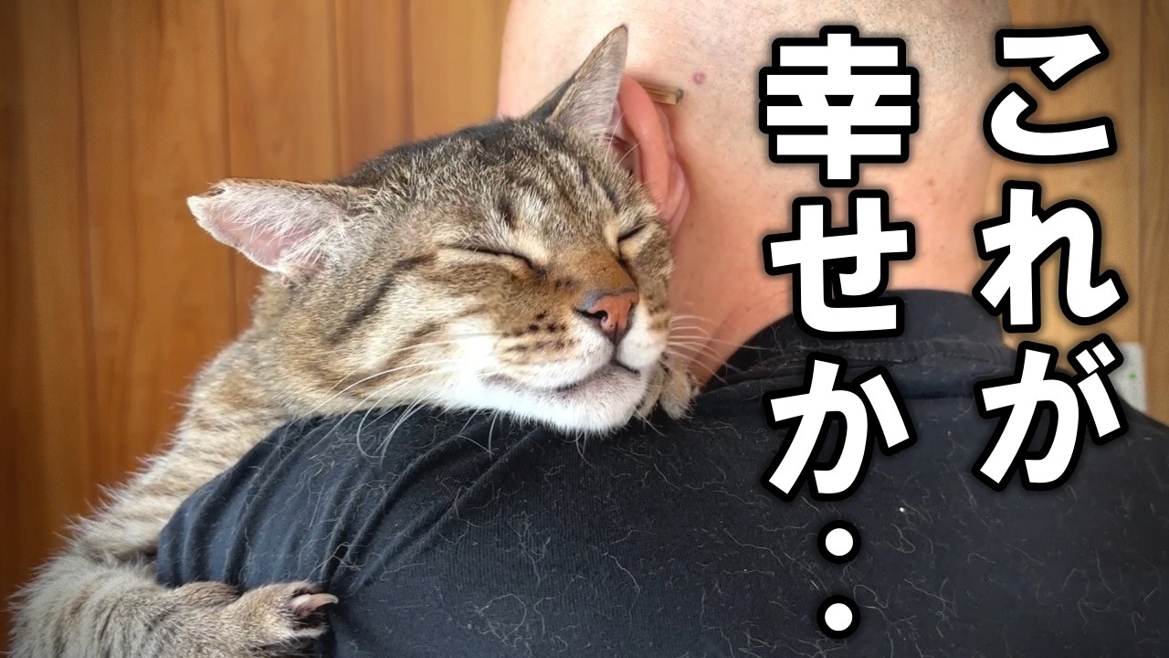 An 8-year-old former stray cat who has become a fully house cat