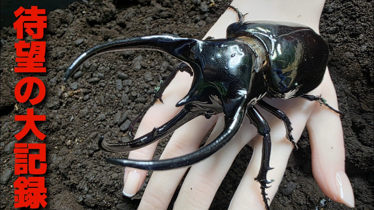 The moment has finally come for Asia's largest and most ferocious