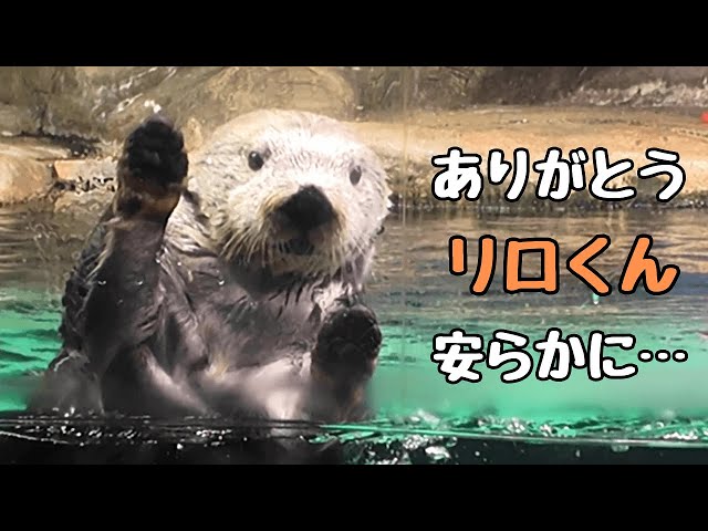 追悼リロくん マリンワールド海の中道 ラッコ水槽近くの展示物を紹介