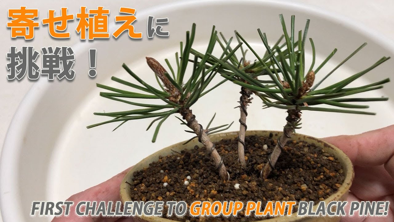 黒松の寄せ植えに初挑戦！／First challenge to group plant black