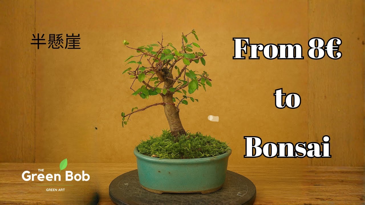 Transforming an $8 Bonsai into a Refined Tree – Step by Step - YouTube