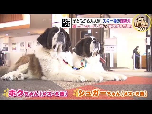 子どもたちに大人気…スキー場の姉妹犬